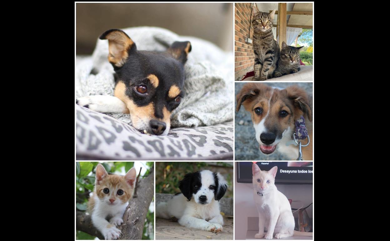 Durante el 2020 la Asociación SOS Animales Campanario rescató a más de una treintena de perros y gatos
