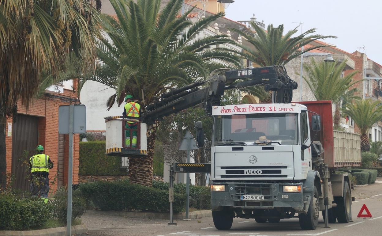 Trabajadores podan palmera en Campanario. 