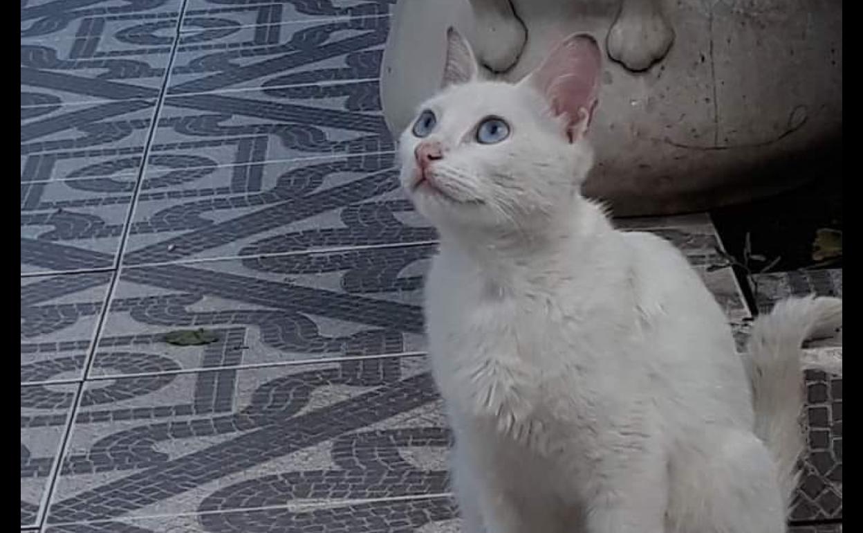 Piden colaboración para encontrar a una gata desaparecida en la zona del parque