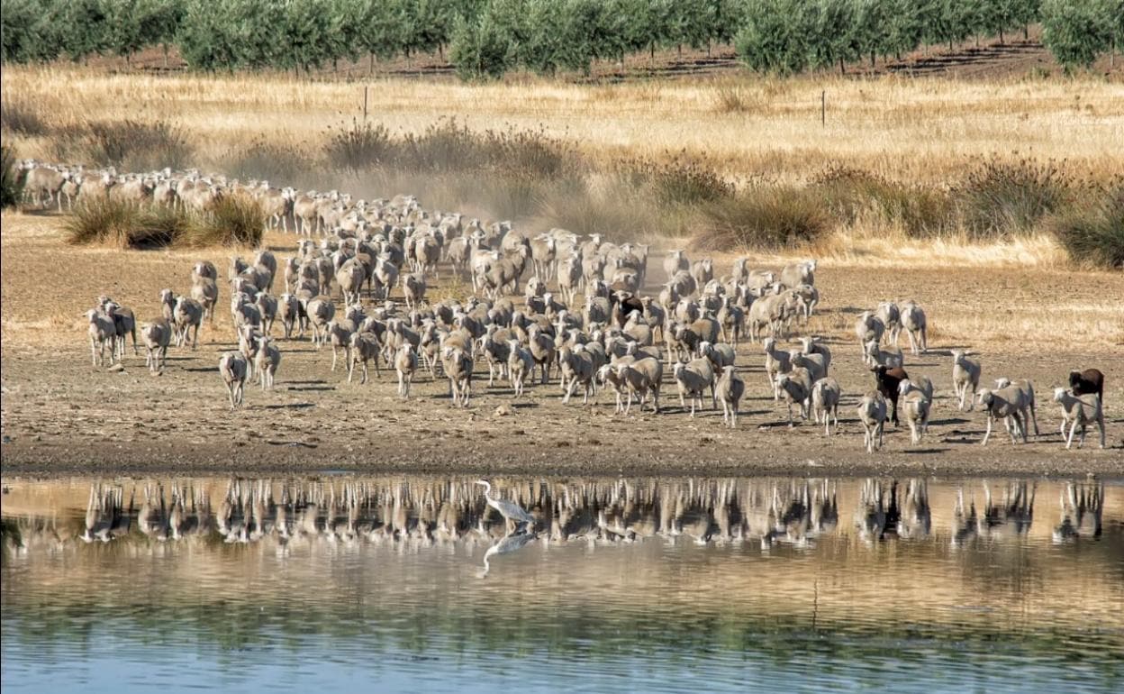 Fotografía incluida en el calendario SOS Animales Campanario. 