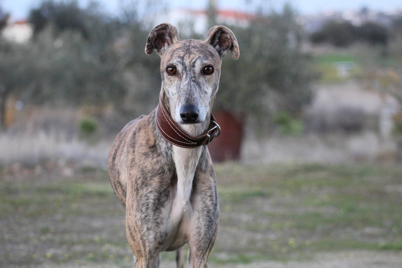 Febrero. 'Compañero'.