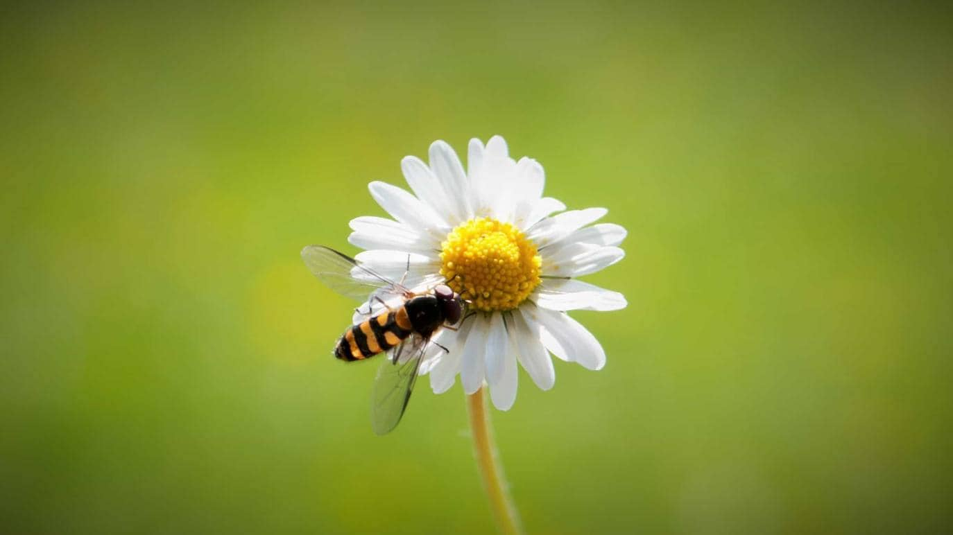 Los peques aprenderán los valores del apoyo en la amistad con la fábula 'El sueño de una flor'