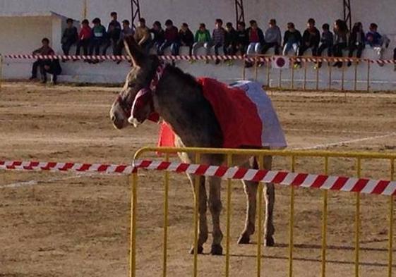 Margarita, el burro cagón del Club de Fútbol Campanario, reparte suerte cada Sábado de gloria