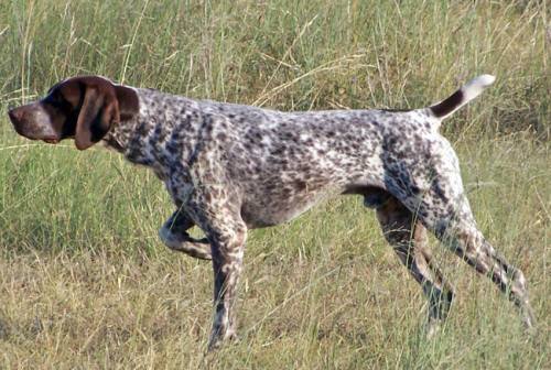 Primera prueba de trabajo de perros de muestra, el domingo 11 de octubre