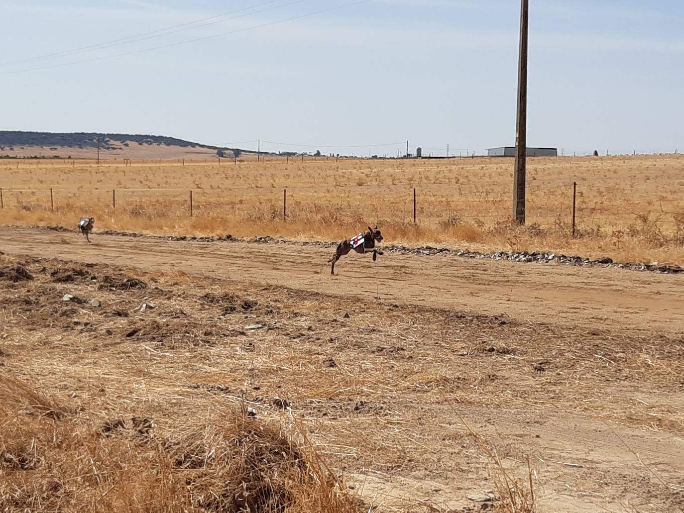Imagen secundaria 1 - 94 galgos de distintas provincias asisten a las carreras del Ramo