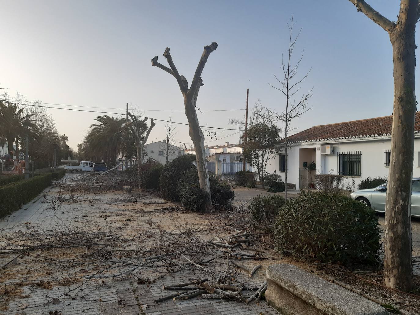 Hoy los trabajadores de Jardines han continuado trabajando en el Paseo de Extremadura. 