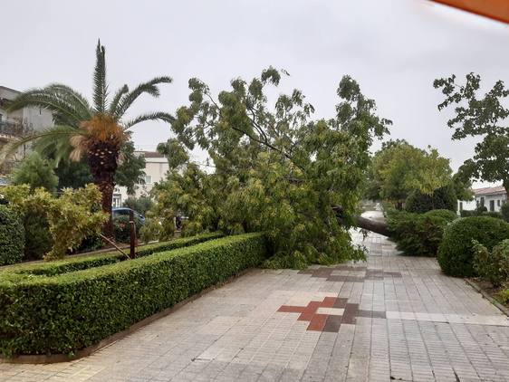 Las fuertes rachas de viento arrancan cinco árboles de grandes dimensiones en distintas zona del municipio