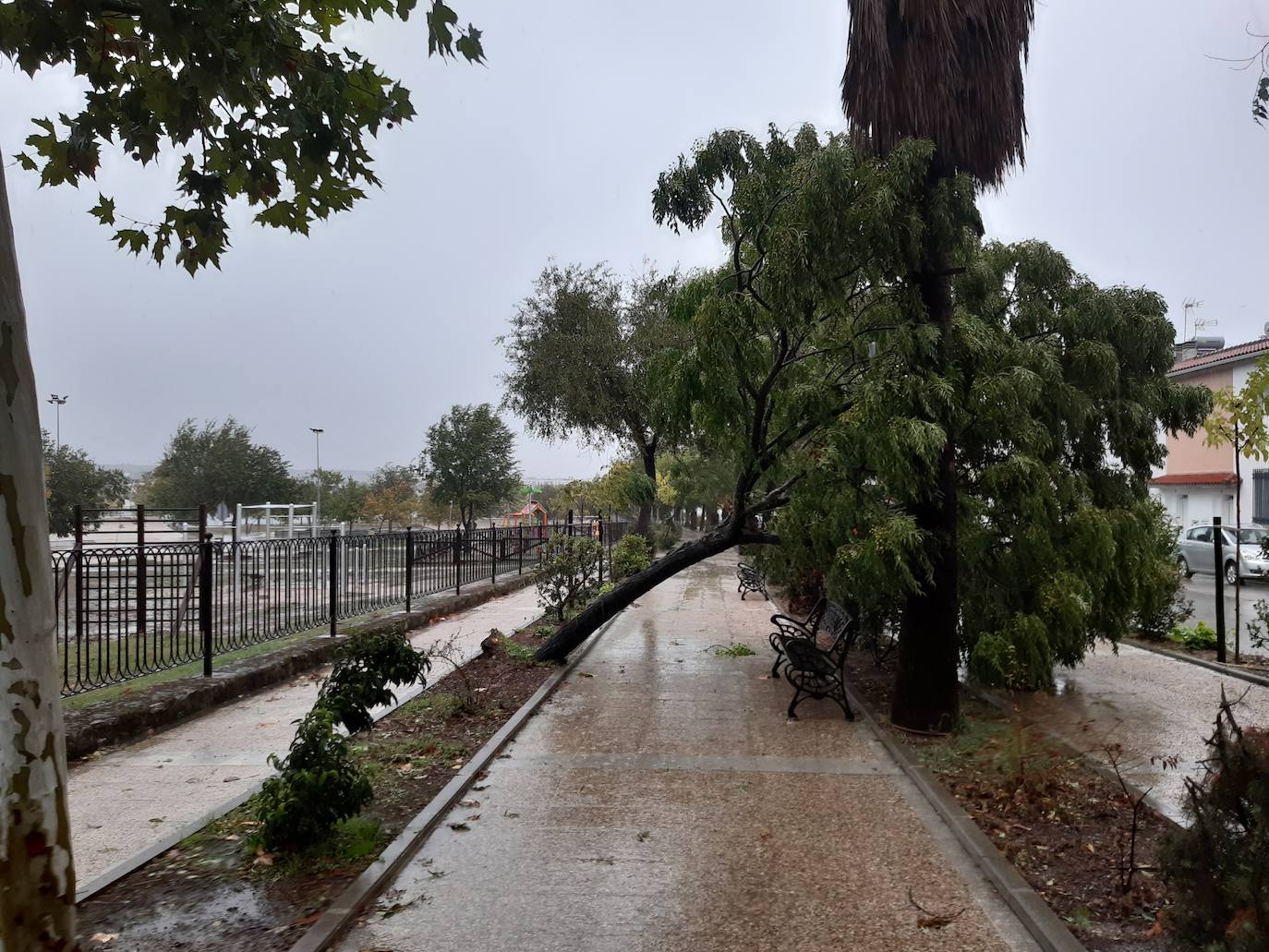 Imagen principal - Las fuertes rachas de viento arrancan cinco árboles de grandes dimensiones en distintas zona del municipio