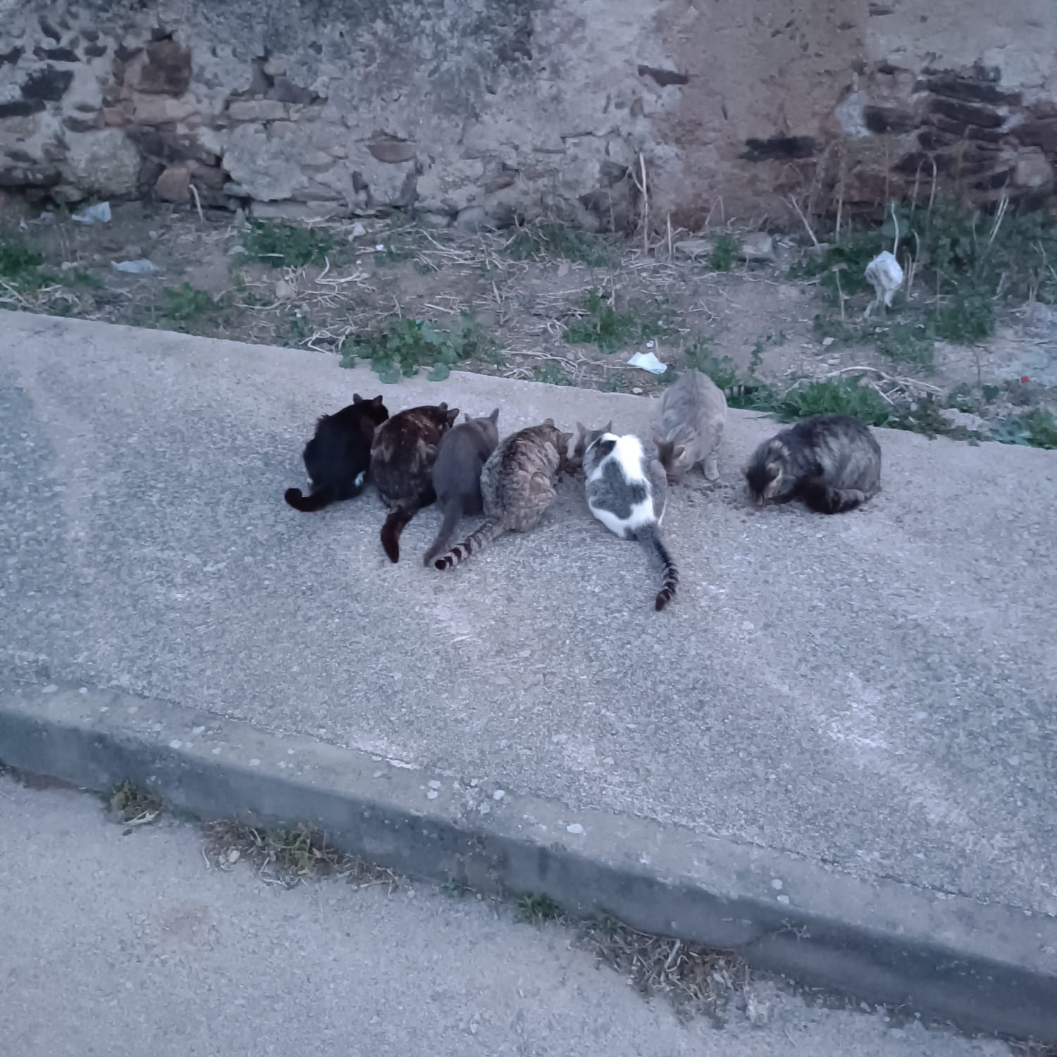 El Ayuntamiento seguirá alimentando a los gatos pertenecientes a las cuatro colonias reconocidas en la localidad