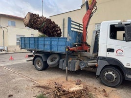 El Ayuntamiento retirará 110 palmeras canarias afectadas por el picudo rojo