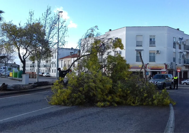 El viento provoca la caída de un gran árbol en el Paseo de los Pescadores