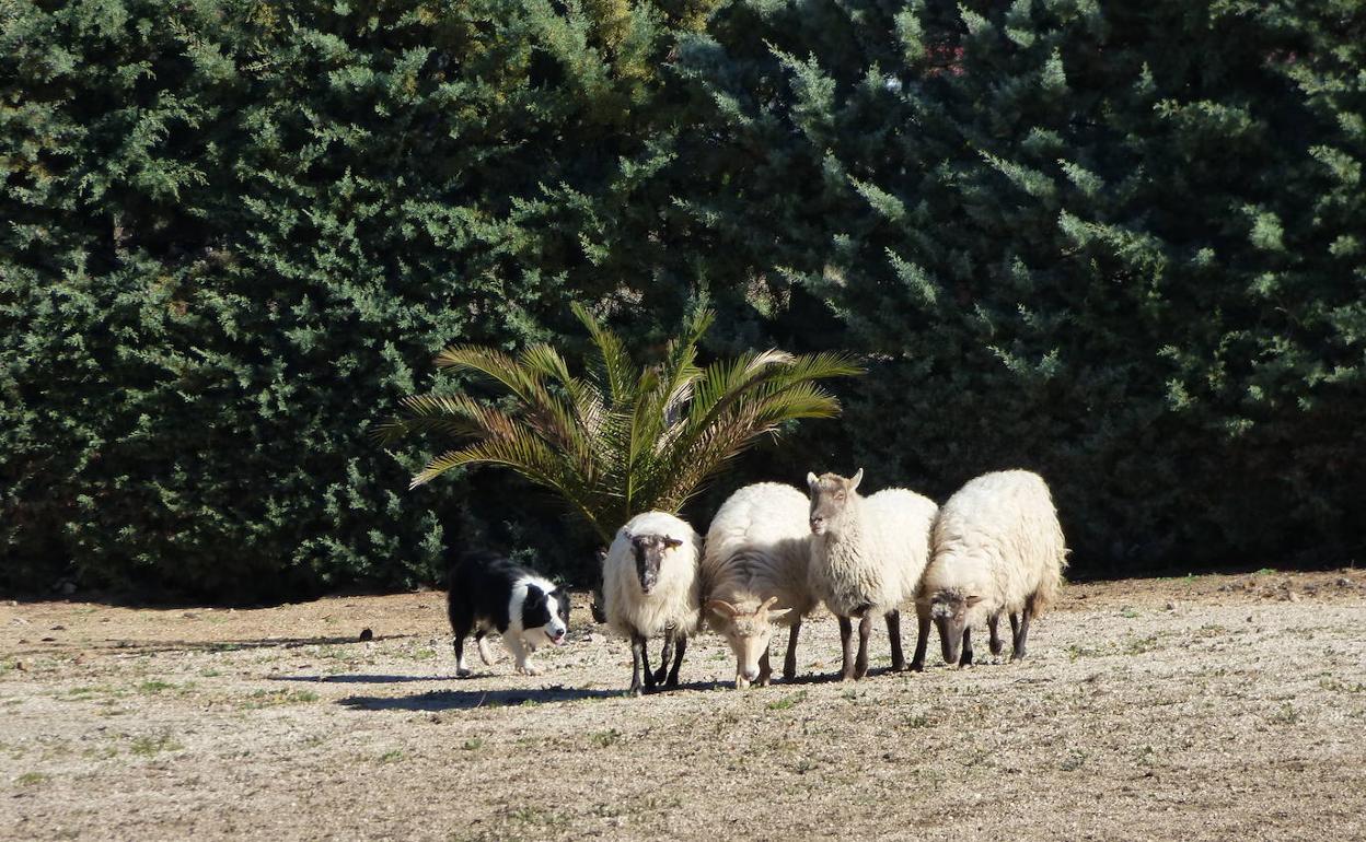 La Escuela de Pastores de Extremadura organiza un seminario de 'Adiestramiento de Perros de Pastor'