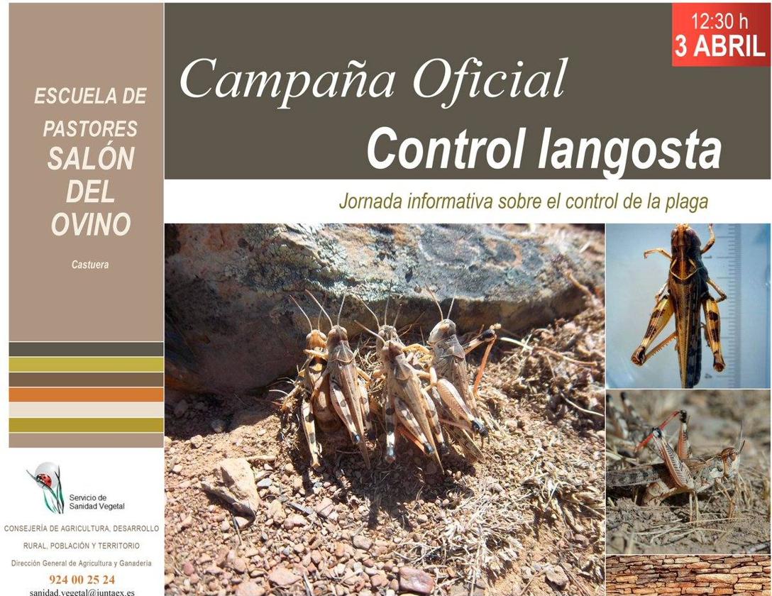 Jornada informativa sobre el control de la langosta el próximo lunes 3 de abril