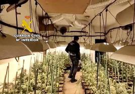 Plantacion de marihuana desmatelada por la Guardia Civil.