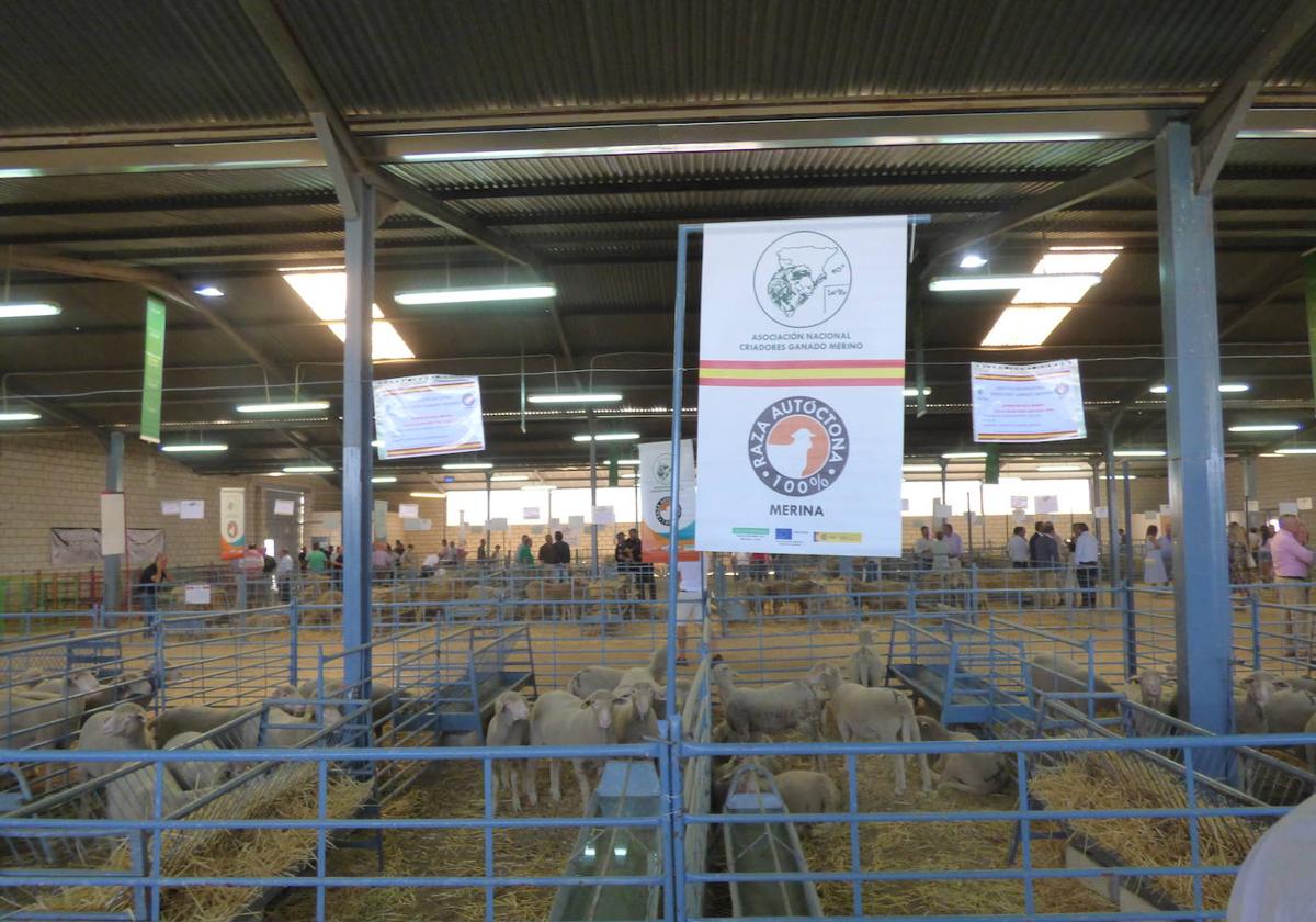 Pabellón de ganado del Salón Ovino.