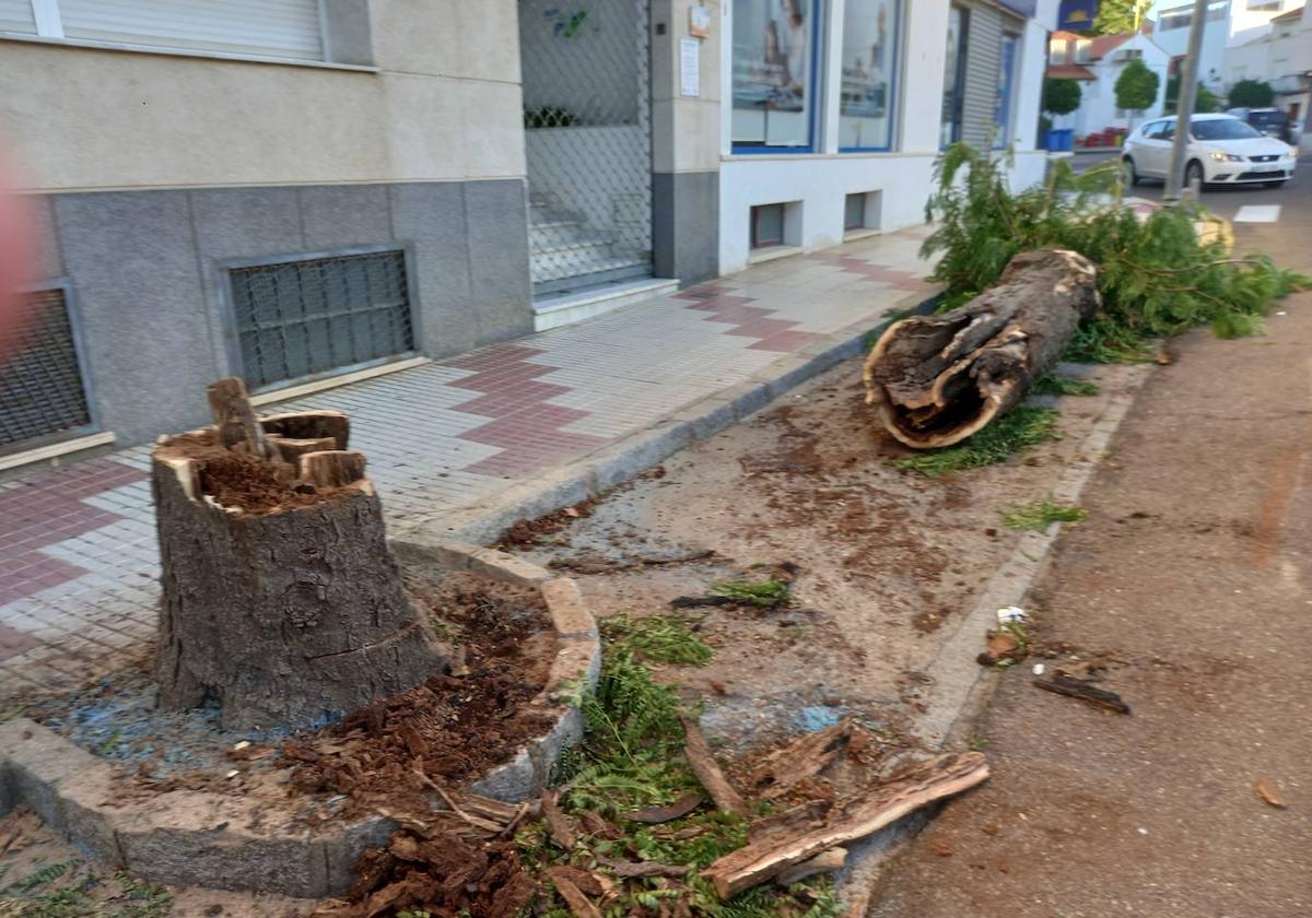 Un «acto de vandalismo» provoca la quema parcial y retirada de un árbol