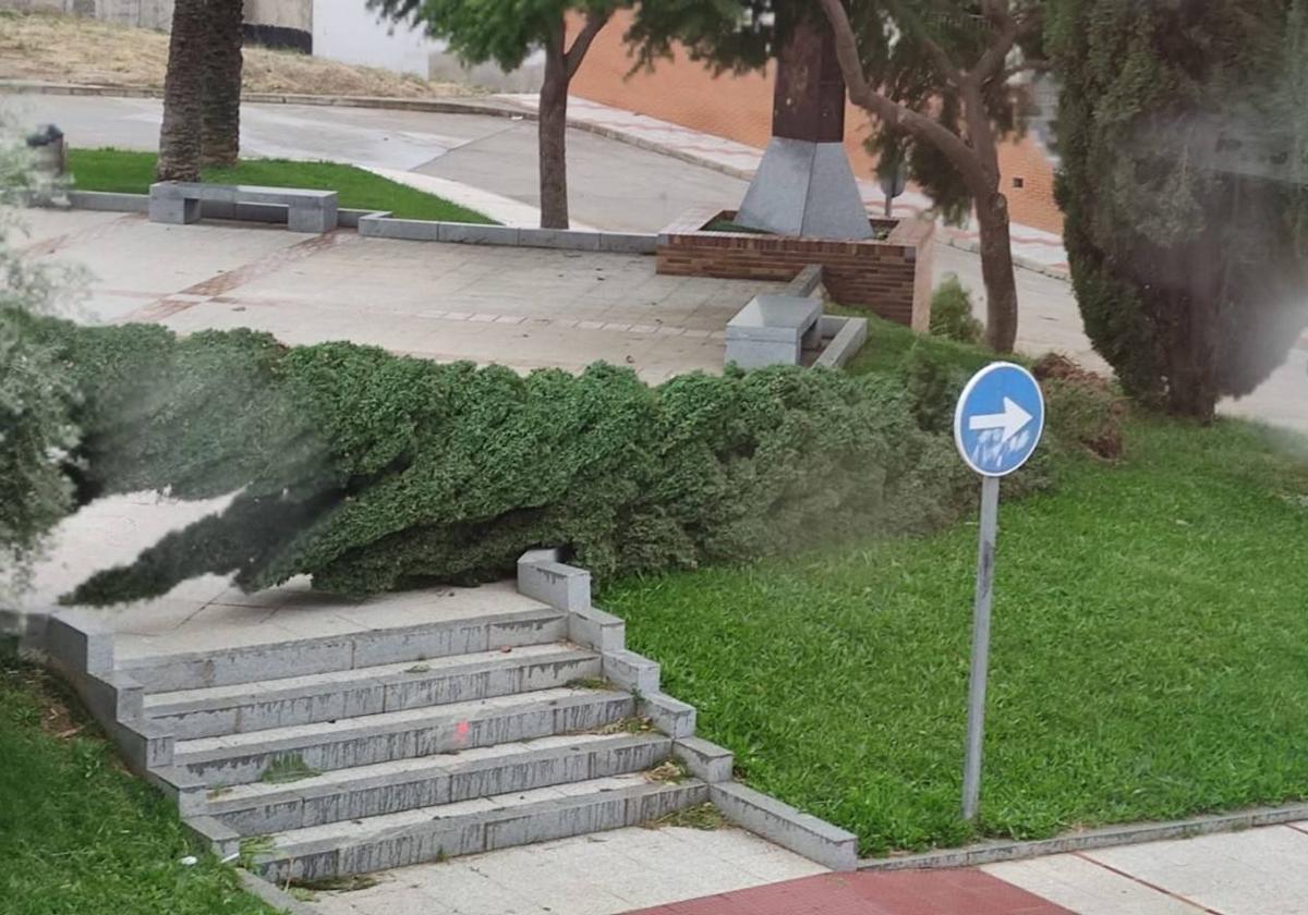 La borrasca Aline deja caída de árboles, algunos desprendimientos y contenedores volcados