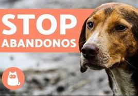 El Ayuntamiento de Castuera se adhiere al servicio de recogida de perros abandonados de la Mancomunidad de La Serena