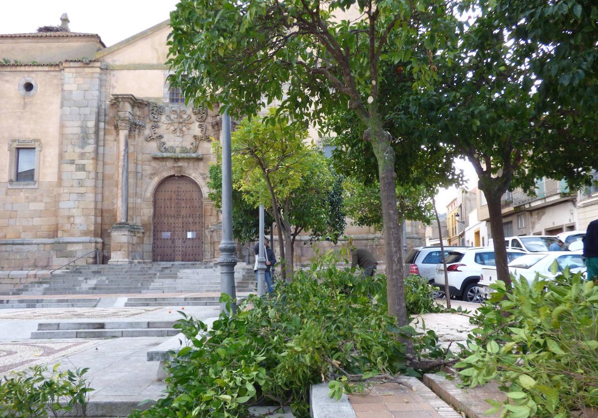 Comienza la poda y limpieza de naranjos de las calles y plazas de Castuera