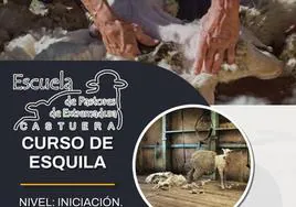 La Escuela de Pastores organiza un curso de 'Esquila'