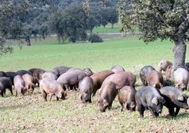 Imagen de los cerdos en la dehesa.