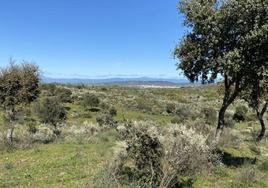 Dehesa Boyal de Mínguez.