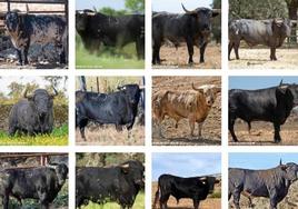 Toros de San Juan 2023