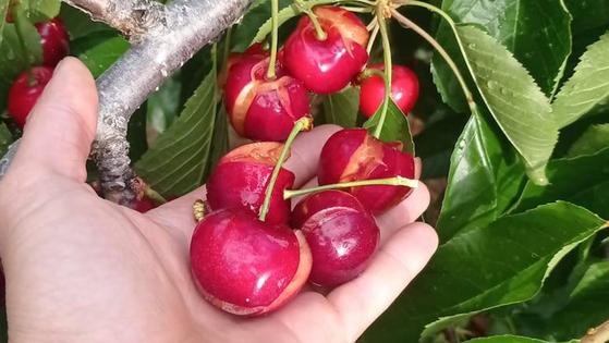 UATAE Coria se suma a la manifestación del 8 de junio en apoyo al cultivo de la cereza