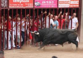 Toros en las calles de Coria.