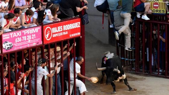 Castañero, un toro de la Junta de Defensa gana el trofeo Sangre Brava 2022