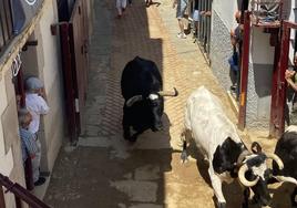 Espantavivos durante el encierro.