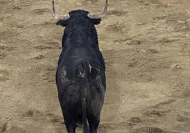 Tacaño durante su lidia.