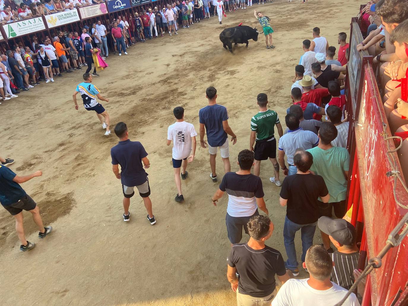Últimos encierros de los Sanjuanes de Coria, en imágenes