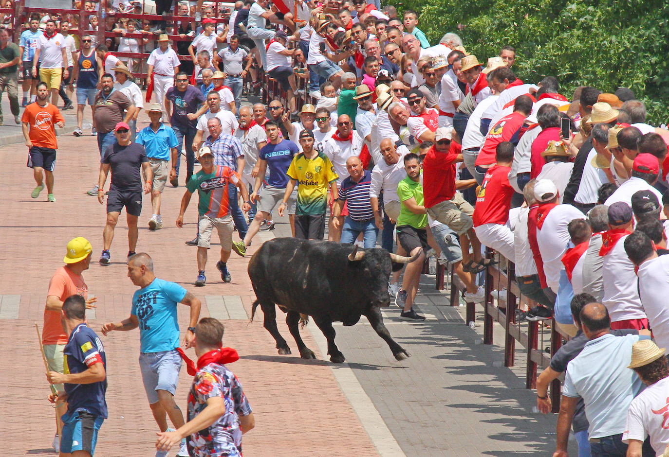 Últimos encierros de los Sanjuanes de Coria, en imágenes