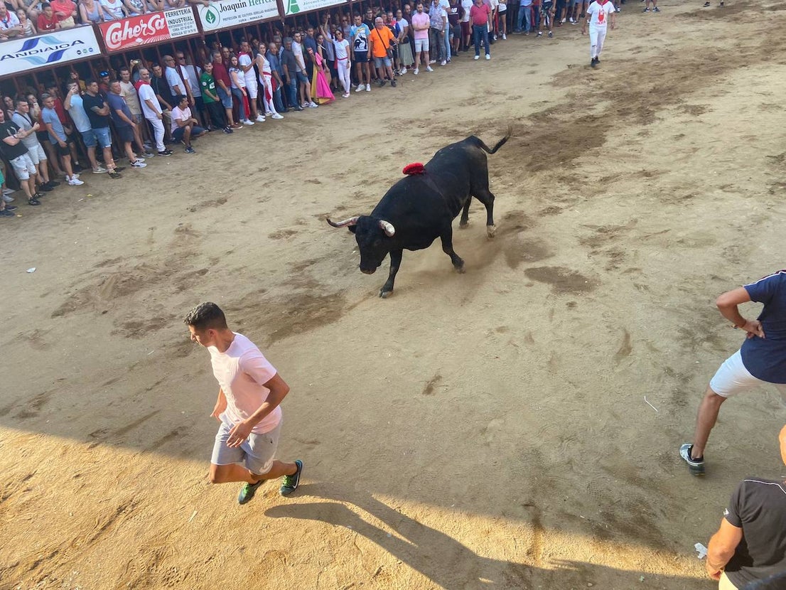 Últimos encierros de los Sanjuanes de Coria, en imágenes