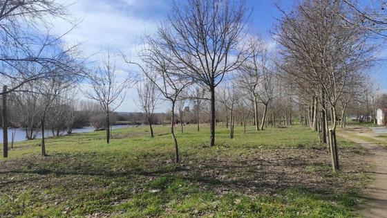 Plantación de árboles para promover la sostenibilidad local