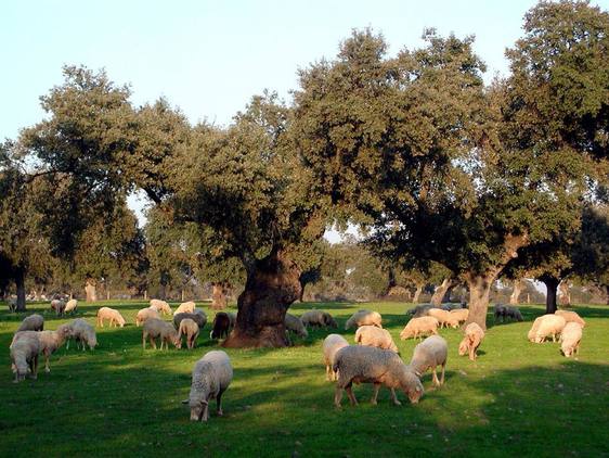 Cambio Energético celebra la Chaquetía con una plantación de árboles en la Dehesa de Mínguez