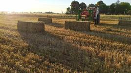 Agricultura en Coria.