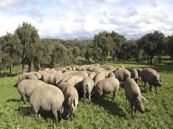 Piden ayudas reales para los agricultores y ganaderos de Coria