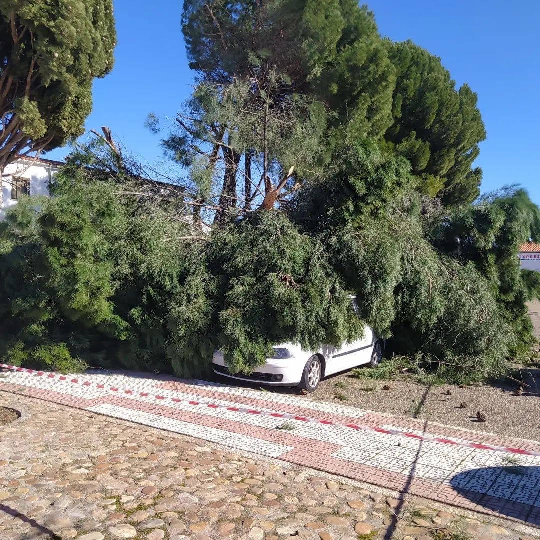 El viento derriba un árbol en Puebla de Argeme