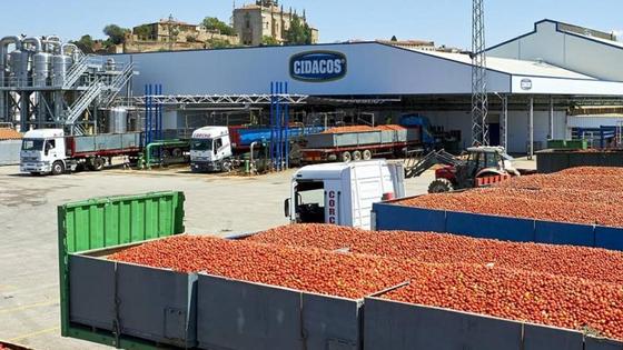 UATAE CORIA crítica el abuso de una parte de las industrias del tómate
