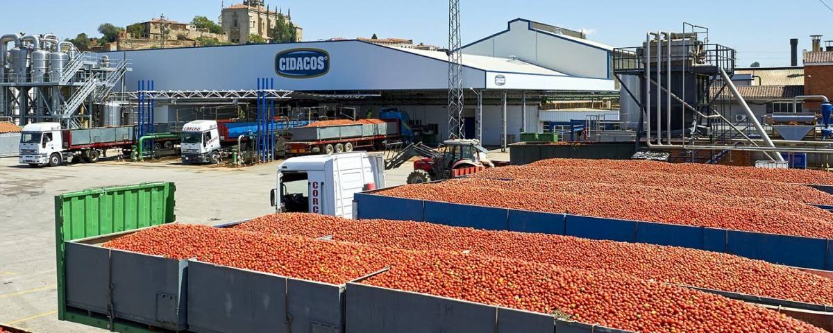 Tomate en Coria.
