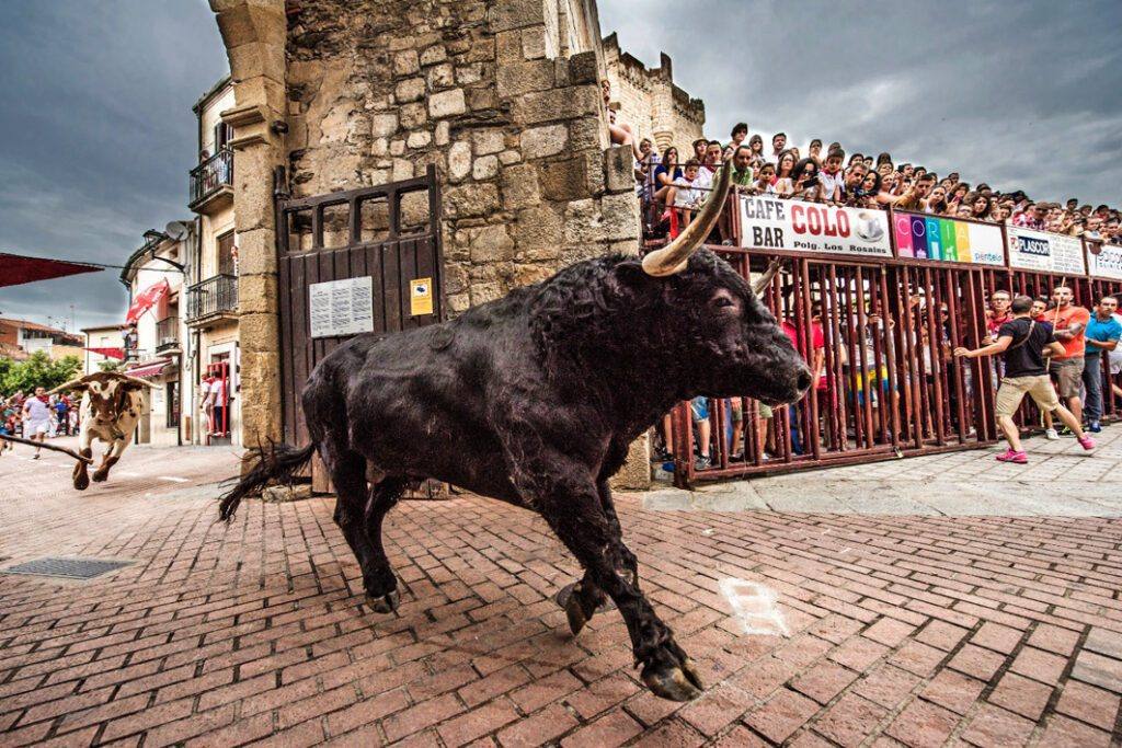 El Ayuntamiento de Coria nombrado premio Extremadura a la Tauromaquia