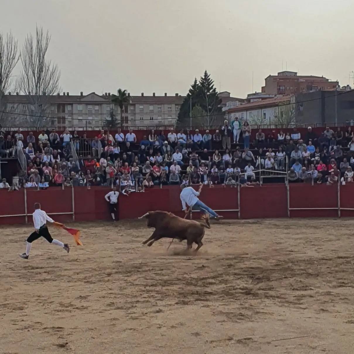 Miles de personas han disfrutado de la VIII Feria del Toro de Coria