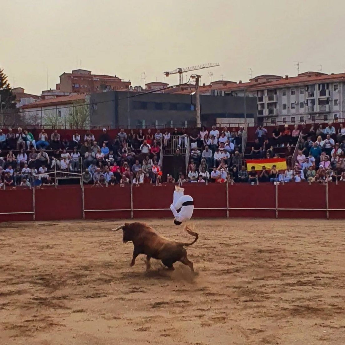 Miles de personas han disfrutado de la VIII Feria del Toro de Coria