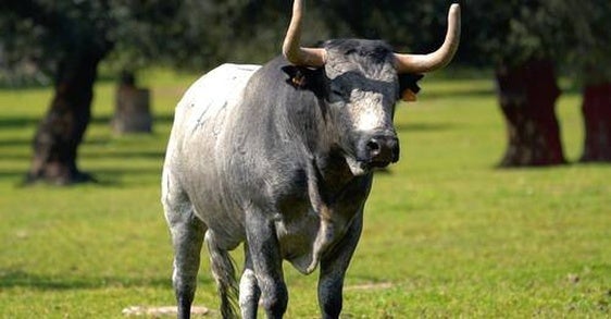 Batanero y Segurón son los toros elegidos por la Junta de Defensa para San Juan 2024