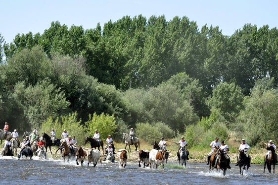 Inscribete como jinete para participar en el Tradicional traslado de Bueyes a Caballo de San Juan 2024