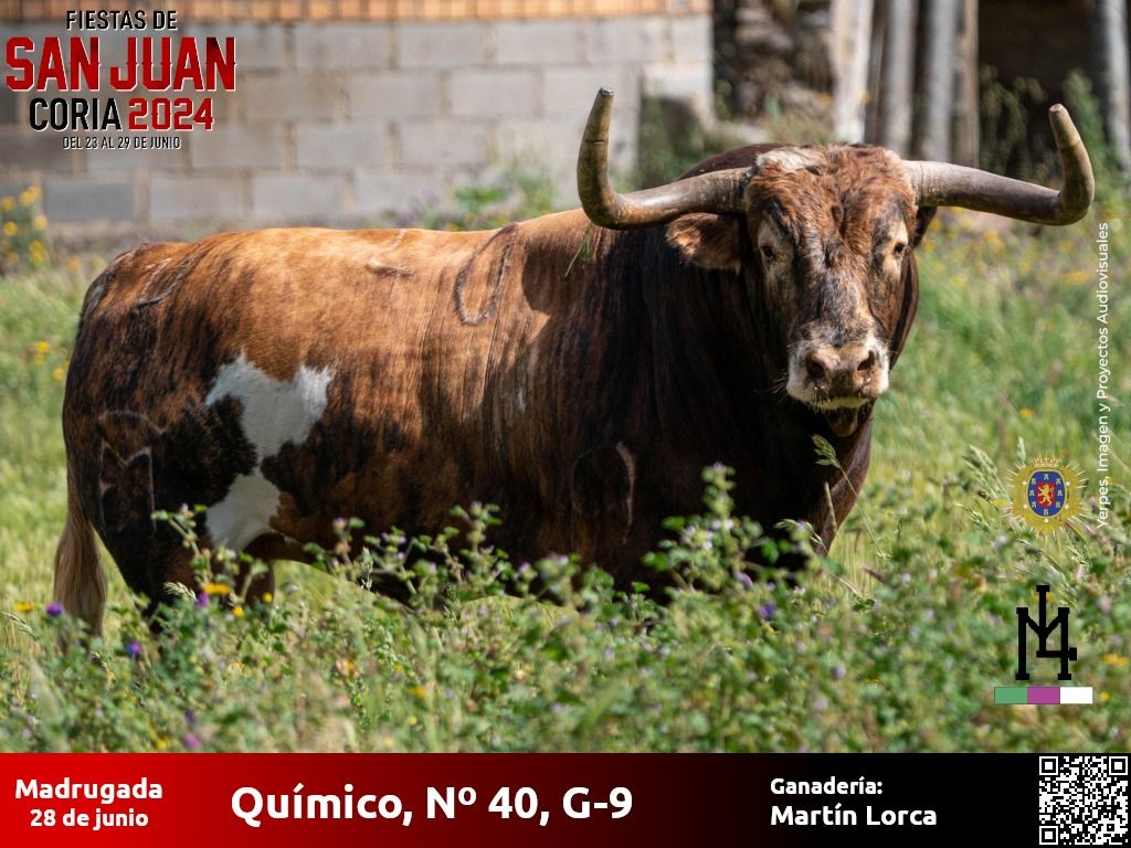 Conoce cuáles serán los astados que pisarán las calles de Coria durante San Juan 2024