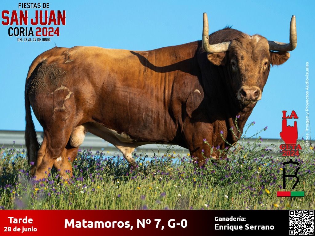 Conoce cuáles serán los astados que pisarán las calles de Coria durante San Juan 2024