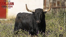 Toro de San Juan 2024.